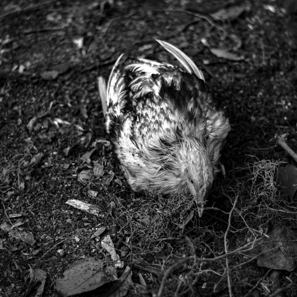 Quimbanda e o culto a ancestrais em terras gaúchas - Culto a ancestrais em Porto Alegre, Rio Grande do Sul