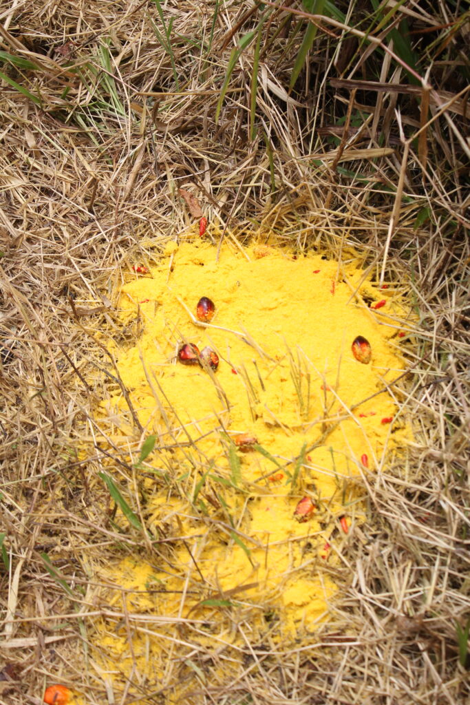 Culto a ancestrais e antepassados em Porto Alegre, Rio Grande do Sul - Rama dos 4 Caminhos