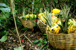 Reino das Matas na Quimbanda | Parte 1