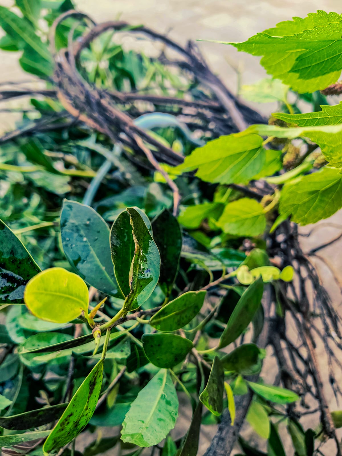 Culto a ancestrais em Porto Alegre, Rio Grande do Sul - Quimbanda Gaúcha
