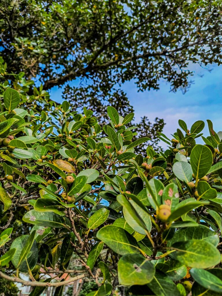 Quimbanda em Porto Alegre - Culto a ancestrais em Porto Alegre