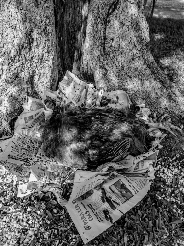 reino-das-matas-na-quimbanda-figueira-exu-caveira-porto-alegre-03