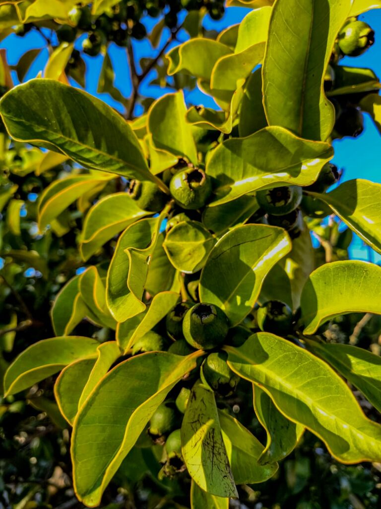 Ervas de Exú na Quimbanda Gaúcha Araçá — “o fruto que tem olhos”