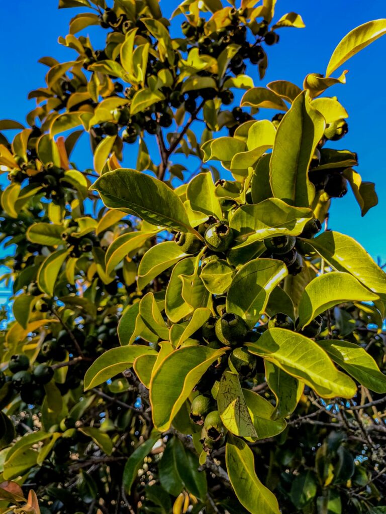 Ervas de Exú na Quimbanda Gaúcha Araçá — “o fruto que tem olhos”