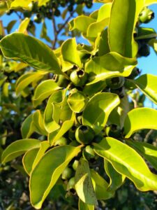 Ervas de Exú na Quimbanda Gaúcha | Araçá — “o fruto que tem olhos”