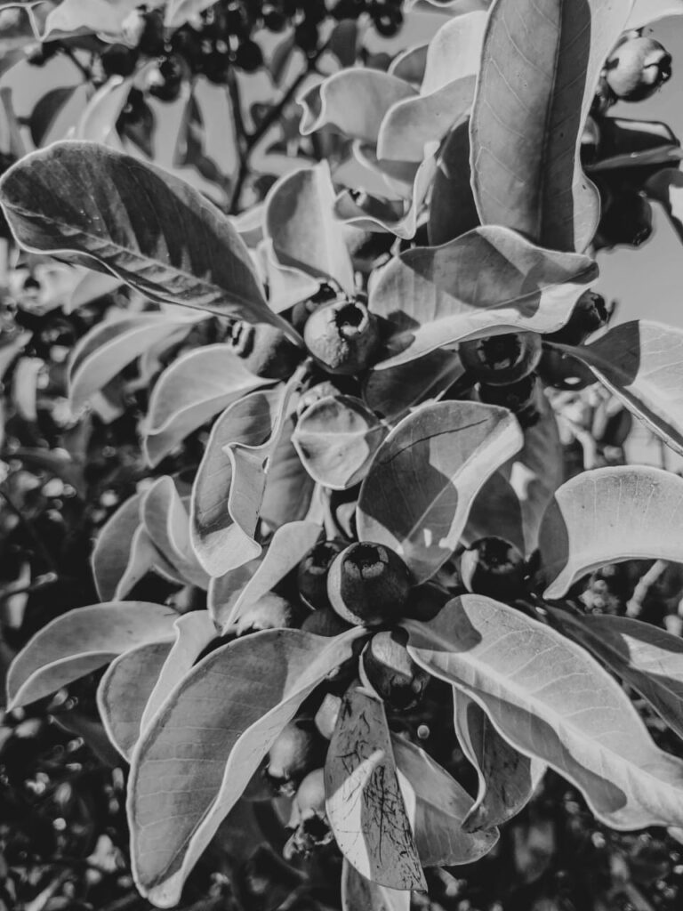 Ervas de Exú na Quimbanda Gaúcha Araçá — “o fruto que tem olhos”