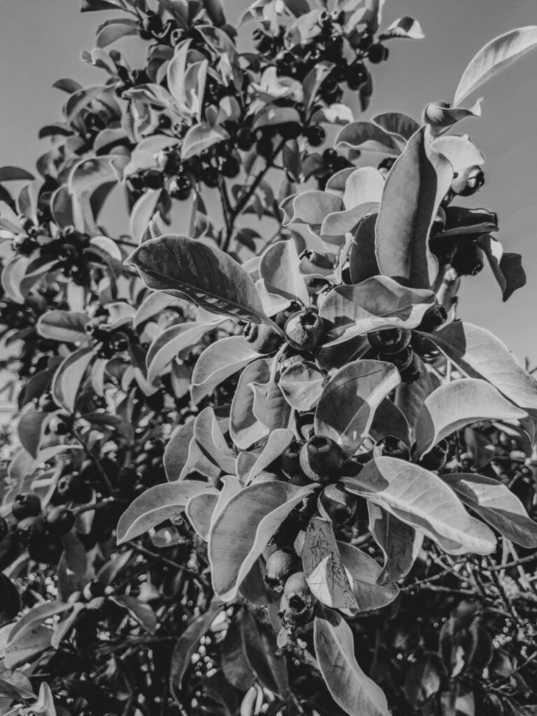 Ervas de Exú na Quimbanda Gaúcha Araçá — “o fruto que tem olhos”