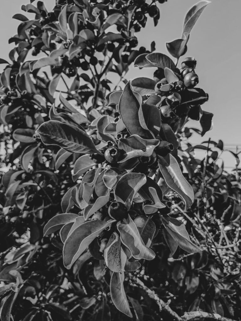 Ervas de Exú na Quimbanda Gaúcha Araçá — “o fruto que tem olhos”