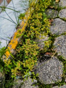 Ervas de Exú na Quimbanda Gaúcha | Cyperus –  dandá, junquinha, pinheirinho-da-praia, barba de bode, tiririca