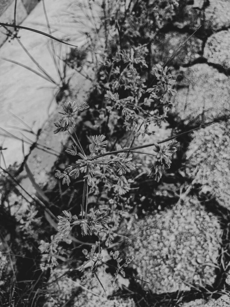 O gênero Cyperus reúne espécies amplamente distribuídas em regiões tropicais e subtropicais, muitas delas reconhecidas tanto na medicina tradicional quanto em sistemas religiosos afro-diaspóricos. Do ponto de vista etnomedicinal, Cyperus é utilizado sobretudo para distúrbios do sistema digestivo (diarreia, disenteria, cólicas e inflamações intestinais), condições infecciosas, febre, dores e processos inflamatórios em geral. Estudos fitoquímicos apontam a presença de sesquiterpenos, flavonoides e compostos fenólicos associados a atividades anti-inflamatória, antimicrobiana, antioxidante, antinociceptiva e antipirética. Essa amplitude terapêutica fez do gênero um dos mais citados dentro da família Cyperaceae em revisões etnobotânicas globais, especialmente na Ásia, África e América Latina, onde suas raízes e rizomas concentram maior interesse farmacológico. No campo religioso afro-brasileiro, especialmente nos rituais de Umbanda e Candomblé, o dandá (Cyperus spp.) aparece como aditivo fundamental do “vinho da jurema”, preparado com espécies de Mimosa tenuiflora (jurema-preta) e Mimosa hostilis. A literatura etnofarmacobotânica indica que essa associação não é casual: a jurema contém N,N-dimetiltriptamina (DMT), alcaloide psicoativo cuja ação pode ser potencializada por outros compostos presentes na bebida ritual. No plano simbólico, essa “parceria vegetal” estrutura o chamado complexo da Jurema, no qual planta, bebida, entidade espiritual e sistema religioso se confundem e se retroalimentam. O uso conjunto de jurema e dandá, segundo registros de campo, favorece estados de transe e incorporação nas festas de caboclo, sugerindo que a farmacologia vegetal atua integrada à música, ao ritmo do maracá e à performance ritual, compondo um sistema terapêutico onde corpo, espírito e comunidade são tratados simultaneamente. Sob uma perspectiva teológica afro-diaspórica, Ewé Dandá é consagrado a orixás como Ogun, Oxóssi, Ossaim, Omulú, Oxumarê, Nanã, Obá e Oyá, vinculando-se aos elementos água e ao princípio masculino do èrò — energia de movimento, expansão e enfrentamento de negatividades densas.