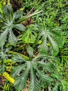 Ervas de Exú na Quimbanda Gaúcha | Família Urticaceae — Embaúba, Imbaúba, Umbaúba, Ambaúba, Embaíba, Árvore-da-Preguiça, Àgbaó