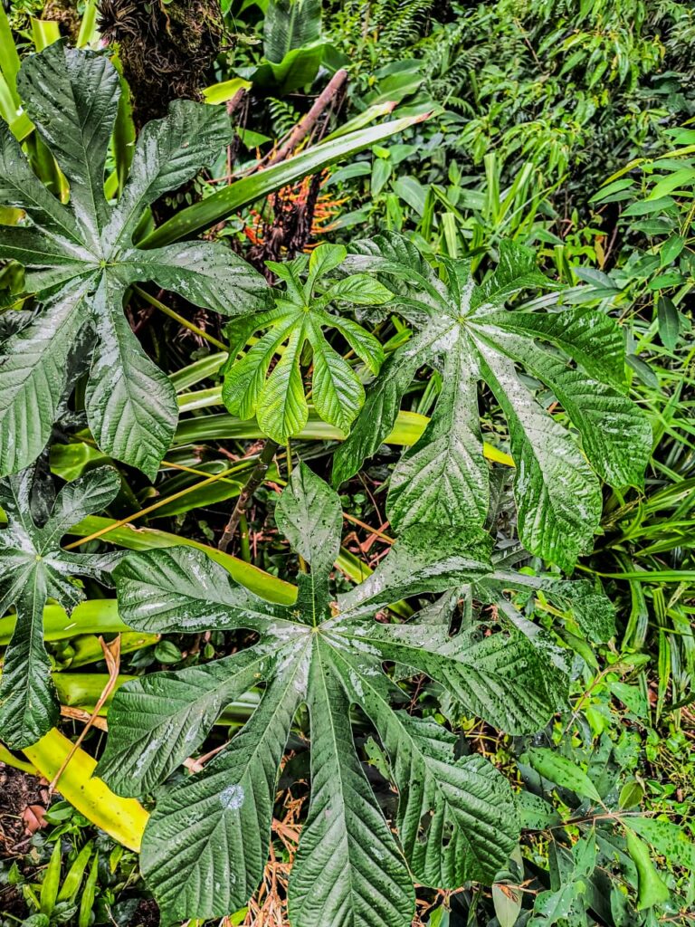 Ervas de Exú na Quimbanda Gaúcha | Família Urticaceae — Embaúba, Imbaúba, Umbaúba, Ambaúba, Embaíba, Árvore-da-Preguiça, Àgbaó