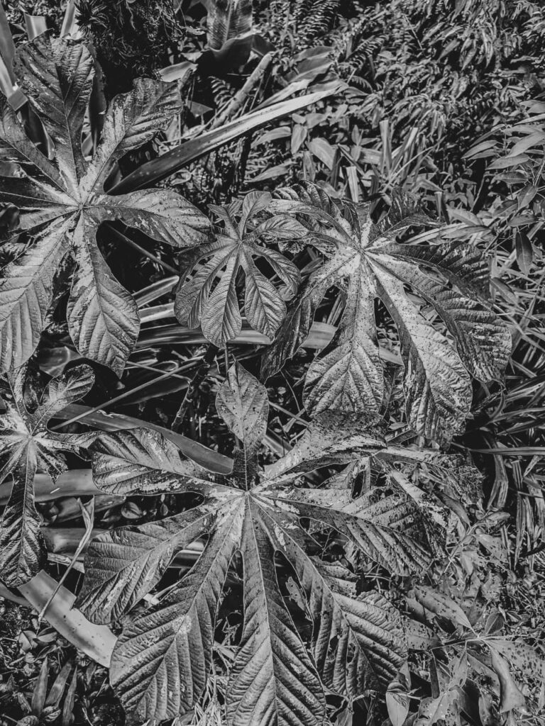 Ervas de Exú na Quimbanda Gaúcha | Família Urticaceae — Embaúba, Imbaúba, Umbaúba, Ambaúba, Embaíba, Árvore-da-Preguiça, Àgbaó