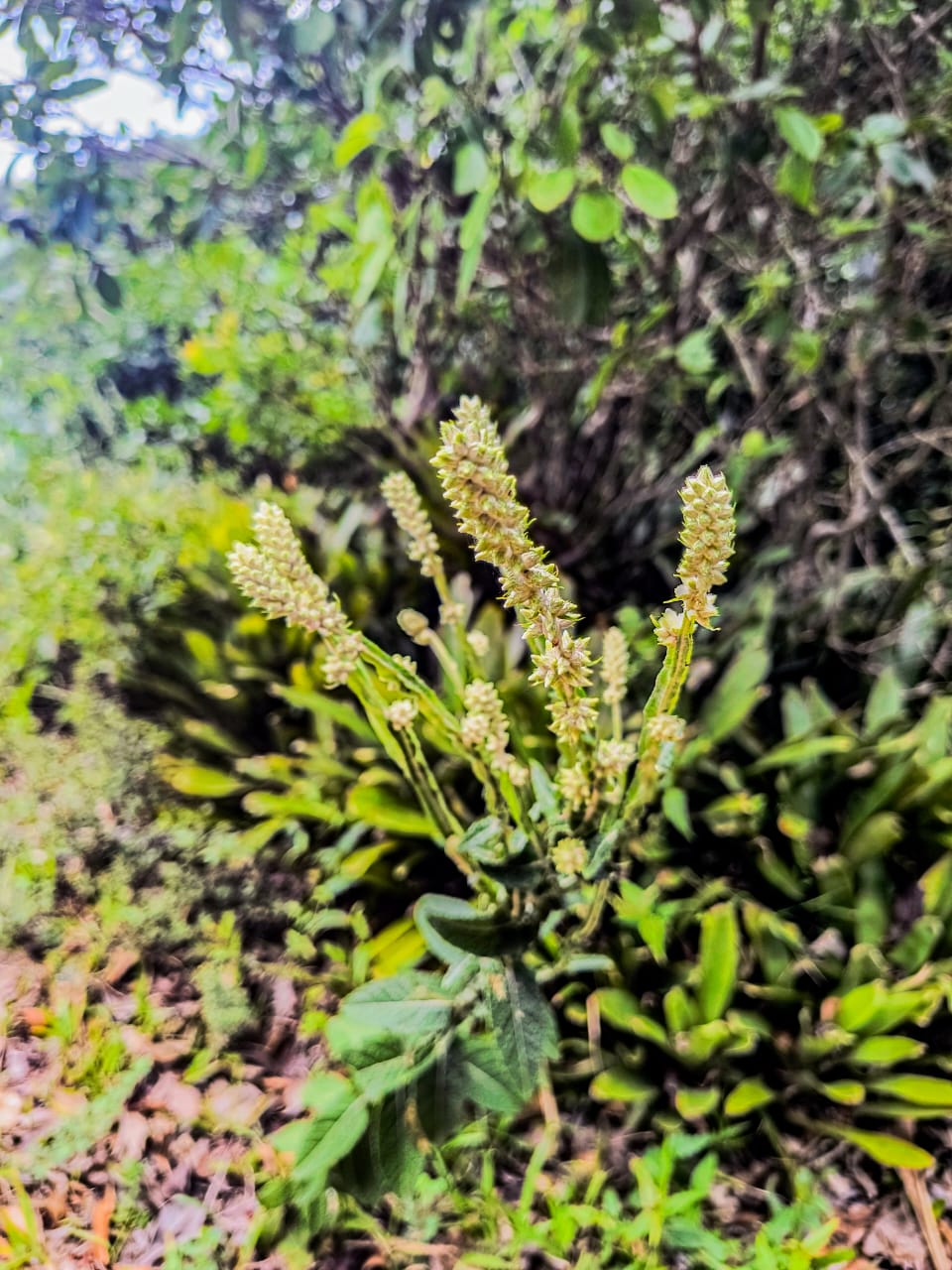 Ervas de Exú na Quimbanda Gaúcha Pterocaulon alopecuroides - barbasco, verbasco, branqueja, alecrim das paredes, calção de velho, tingui ou verbasco do Brasil