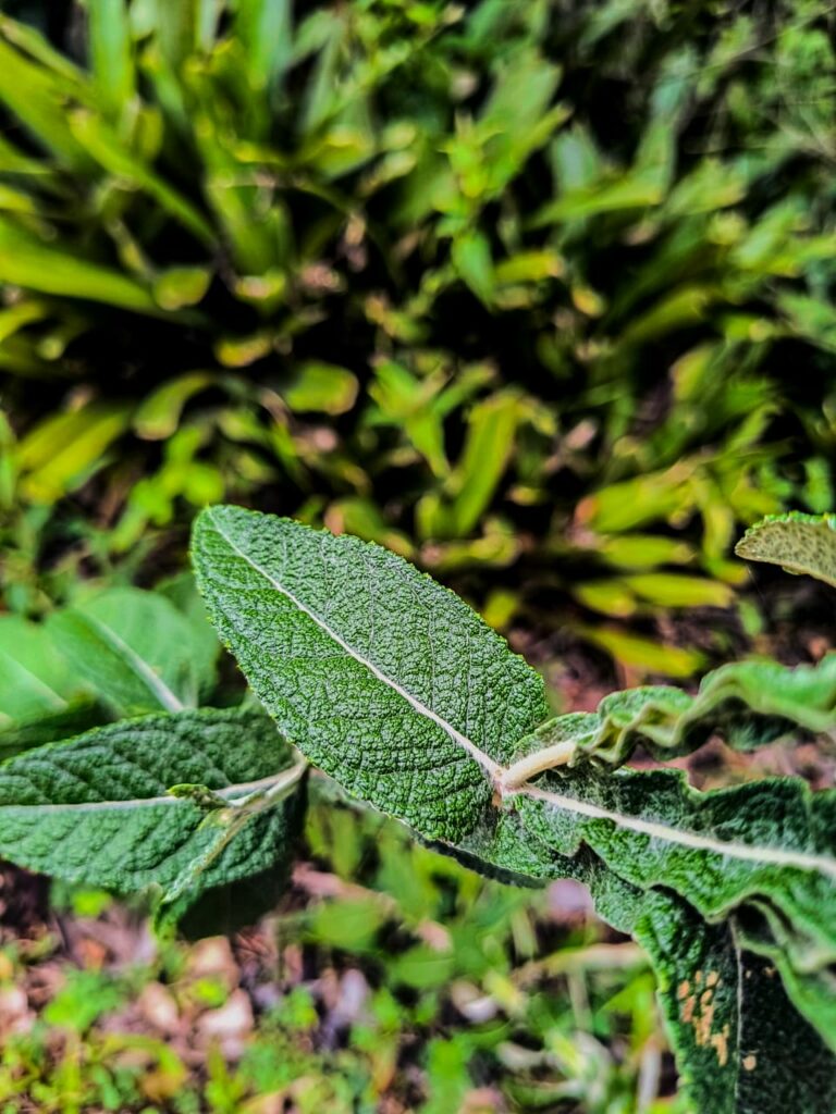 Ervas de Exú na Quimbanda Gaúcha Pterocaulon alopecuroides - barbasco, verbasco, branqueja, alecrim das paredes, calção de velho, tingui ou verbasco do Brasil
