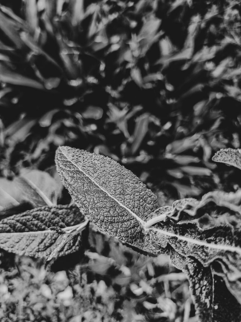 Ervas de Exú na Quimbanda Gaúcha Pterocaulon alopecuroides - barbasco, verbasco, branqueja, alecrim das paredes, calção de velho, tingui ou verbasco do Brasil