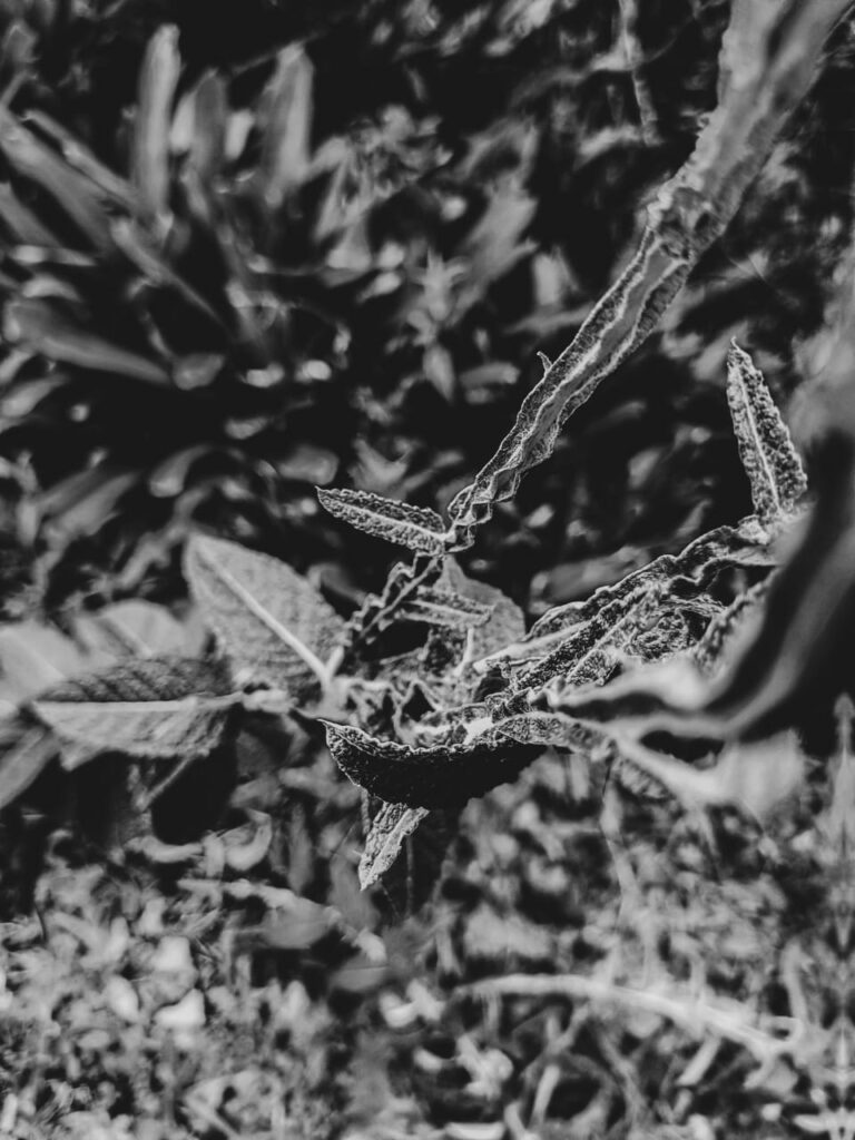 Ervas de Exú na Quimbanda Gaúcha Pterocaulon alopecuroides - barbasco, verbasco, branqueja, alecrim das paredes, calção de velho, tingui ou verbasco do Brasil