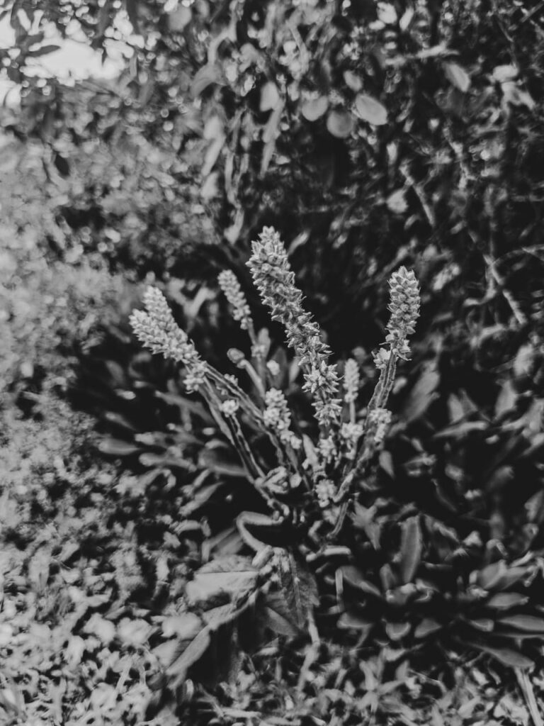 Ervas de Exú na Quimbanda Gaúcha Pterocaulon alopecuroides - barbasco, verbasco, branqueja, alecrim das paredes, calção de velho, tingui ou verbasco do Brasil