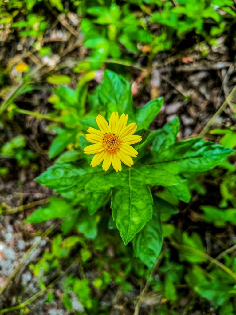 Ervas de Exú na Quimbanda Gaúcha - Sphagneticola trilobata, conhecida popularmente como margaridão, mal-me-quer, malmequer-do-brejo, picão-da-praia, vedélia, insulina, bem-me-quer e cura-tombo