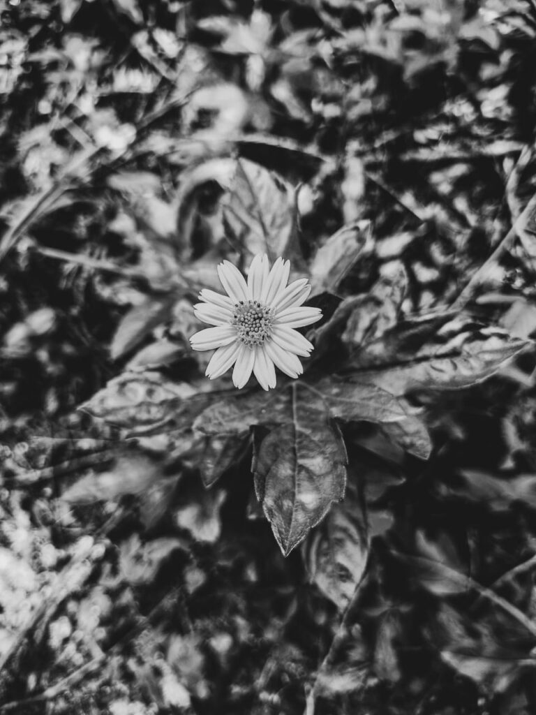 Ervas de Exú na Quimbanda Gaúcha - Sphagneticola trilobata, conhecida popularmente como margaridão, mal-me-quer, malmequer-do-brejo, picão-da-praia, vedélia, insulina, bem-me-quer e cura-tombo