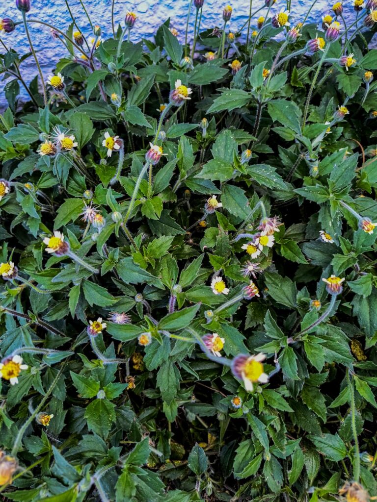 Ervas de Exú na Quimbanda Gaúcha | Tridax procumbens - erva-de-touro, margaridinha, picão-branco, botão de touro, poaia branca