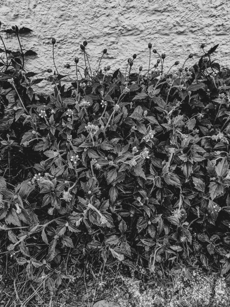 Ervas de Exú na Quimbanda Gaúcha | Tridax procumbens - erva-de-touro, margaridinha, picão-branco, botão de touro, poaia branca