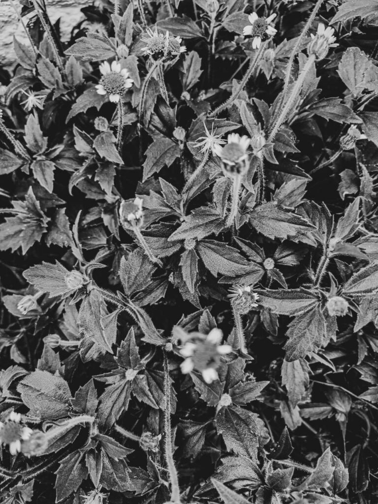 Ervas de Exú na Quimbanda Gaúcha | Tridax procumbens - erva-de-touro, margaridinha, picão-branco, botão de touro, poaia branca