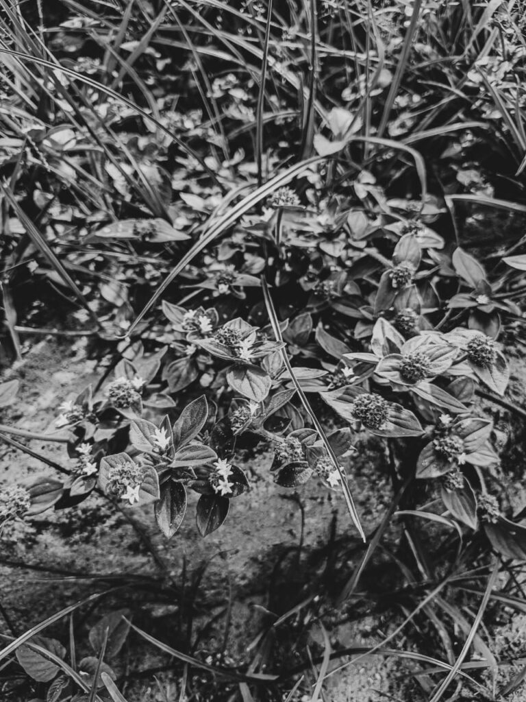 Ervas de Exú na Quimbanda Gaúcha | poaia-branca (Richardia brasiliensis)