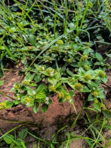 Ervas de Exú na Quimbanda Gaúcha | poaia-branca (Richardia brasiliensis)
