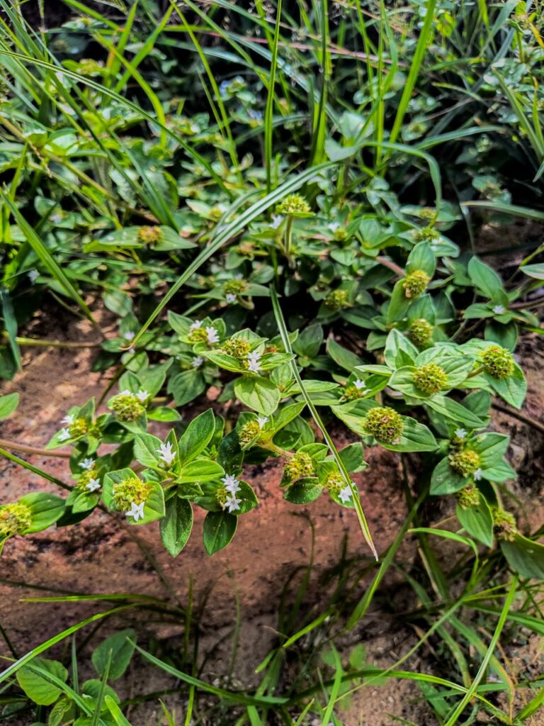 Ervas de Exú na Quimbanda Gaúcha | poaia-branca (Richardia brasiliensis)