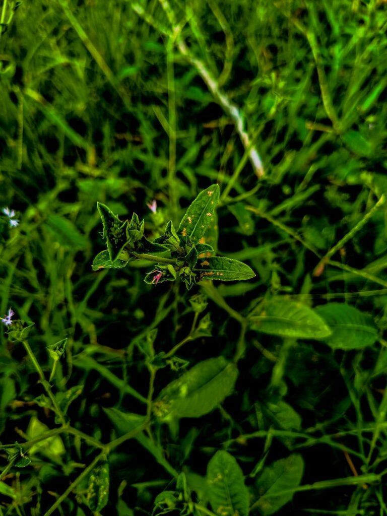 Ervas de exú na quimbanda gaúcha - Elephantopus mollis (Kunth) erva-do-diabo, erva-de-veado, erva-de-colégio, lingua-de-vaca