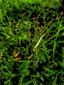 Ervas de exú na quimbanda gaúcha | Elephantopus mollis (Kunth) erva-do-diabo, erva-de-veado, erva-de-colégio, lingua-de-vaca