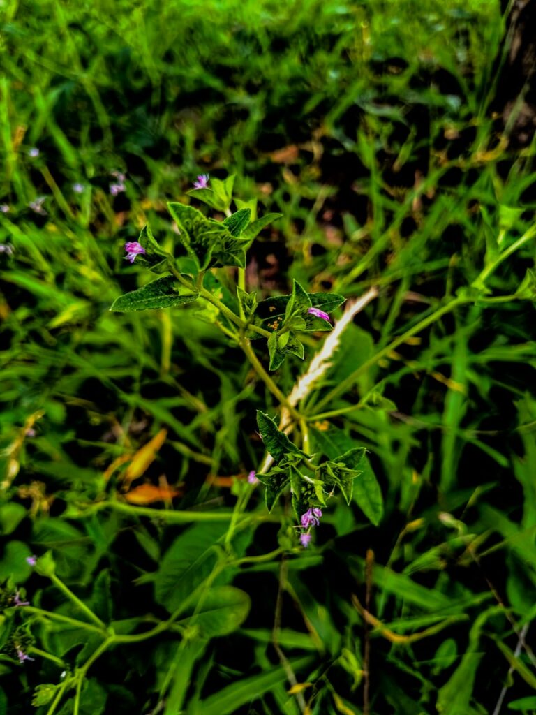 Ervas de exú na quimbanda gaúcha - Elephantopus mollis (Kunth) erva-do-diabo, erva-de-veado, erva-de-colégio, lingua-de-vaca