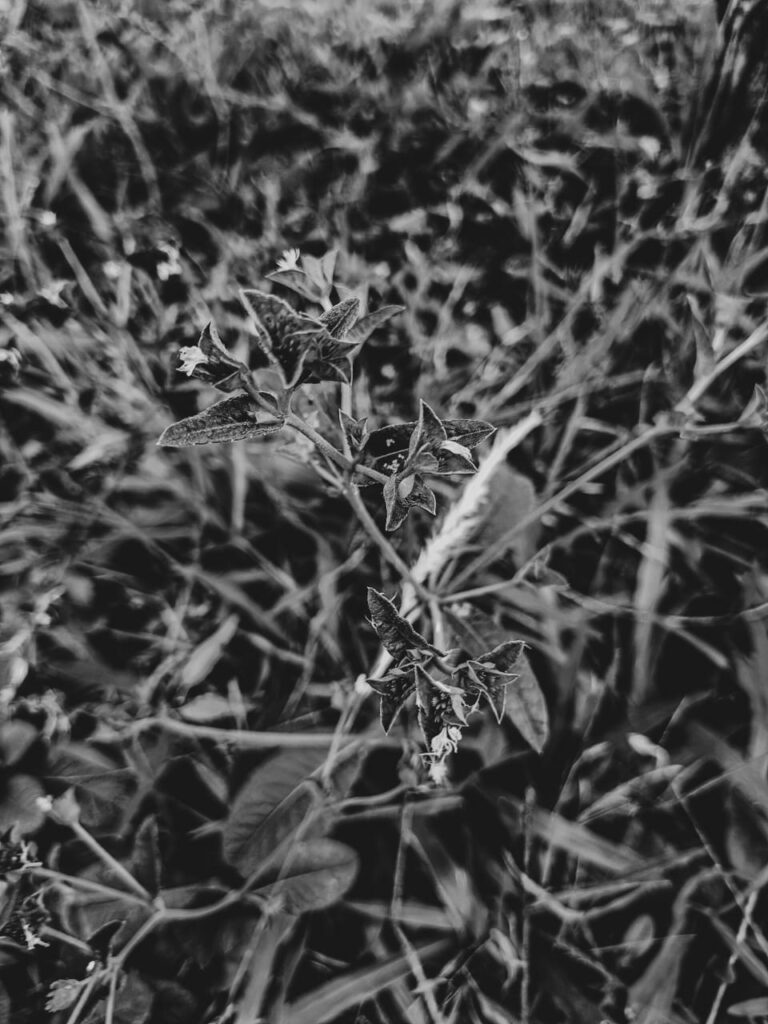 Ervas de exú na quimbanda gaúcha - Elephantopus mollis (Kunth) erva-do-diabo, erva-de-veado, erva-de-colégio, lingua-de-vaca