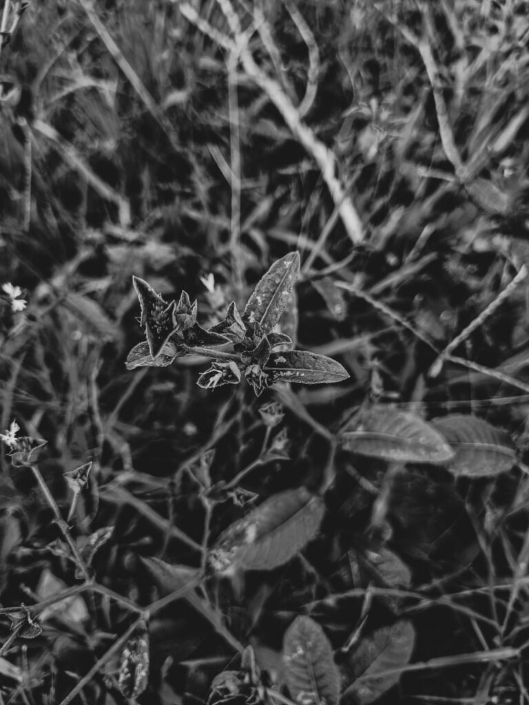 Ervas de exú na quimbanda gaúcha - Elephantopus mollis (Kunth) erva-do-diabo, erva-de-veado, erva-de-colégio, lingua-de-vaca