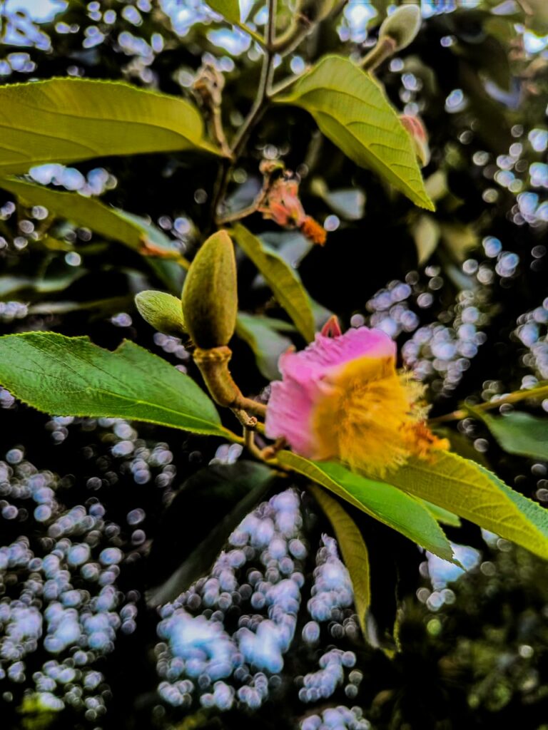 Ervas de exú na quimbanda gaúcha - Luehea divaricata, Açoita-cavalo, ivatingui, ibitinga, estriveira, salta-cavalo, pau-de-canga, estriveira