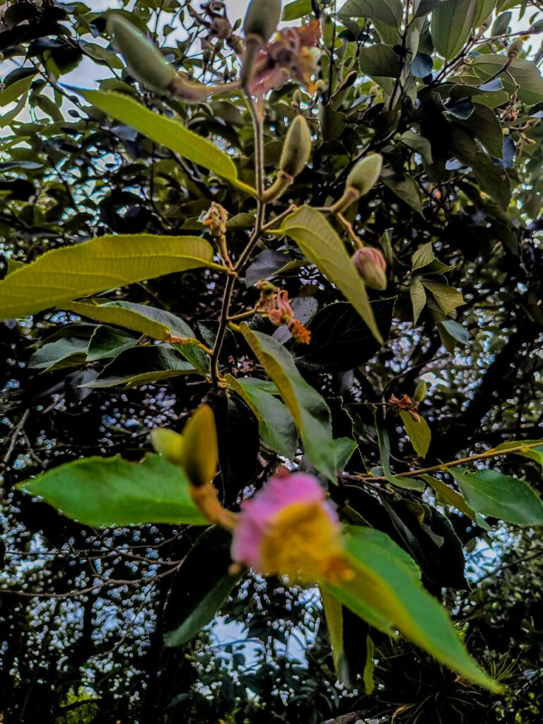 Ervas de exú na quimbanda gaúcha - Luehea divaricata, Açoita-cavalo, ivatingui, ibitinga, estriveira, salta-cavalo, pau-de-canga, estriveira