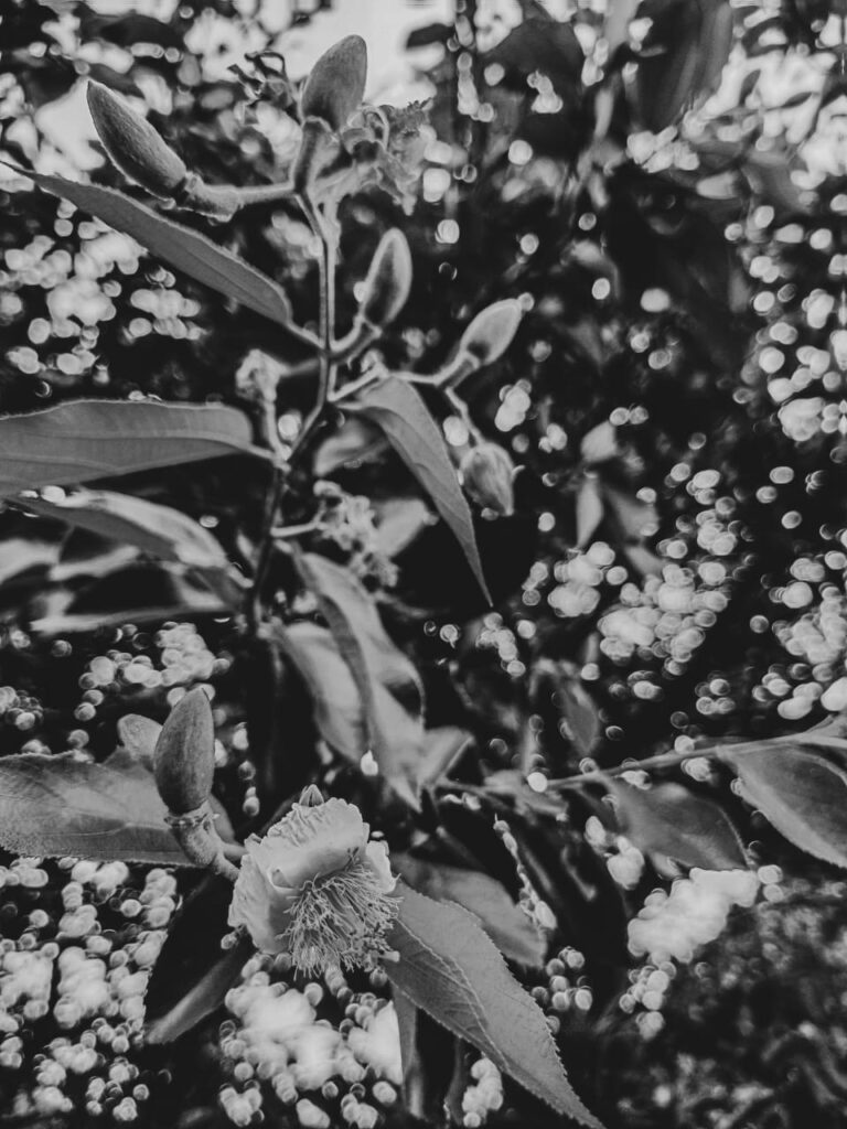 Ervas de exú na quimbanda gaúcha - Luehea divaricata, Açoita-cavalo, ivatingui, ibitinga, estriveira, salta-cavalo, pau-de-canga, estriveira