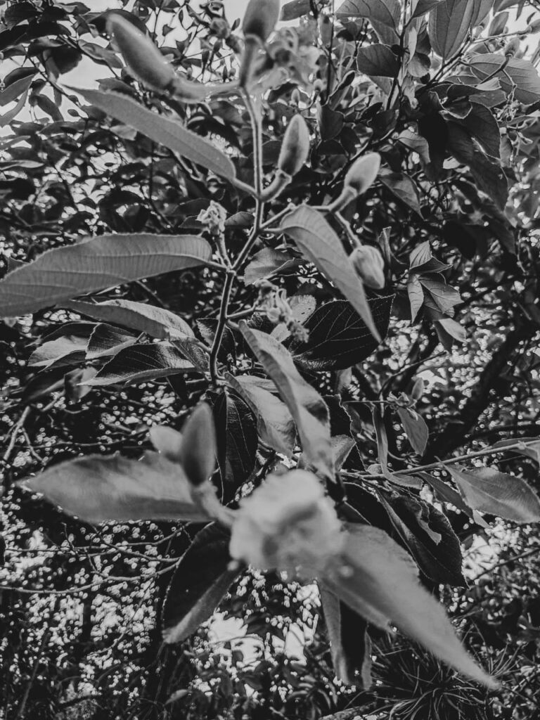 Ervas de exú na quimbanda gaúcha - Luehea divaricata, Açoita-cavalo, ivatingui, ibitinga, estriveira, salta-cavalo, pau-de-canga, estriveira