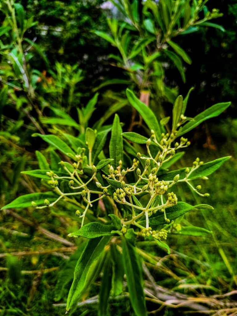 Ervas de exú na quimbanda gaúcha - O assa-peixe, também conhecido como chamarrita, cambará-guaçu, cambará-açu ou cambará-branco