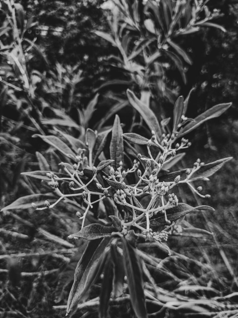 Ervas de exú na quimbanda gaúcha - O assa-peixe, também conhecido como chamarrita, cambará-guaçu, cambará-açu ou cambará-branco