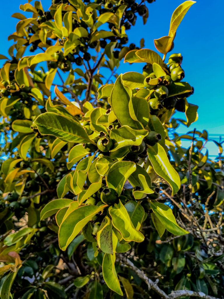 Ervas de Exú na Quimbanda Gaúcha Araçá — “o fruto que tem olhos”