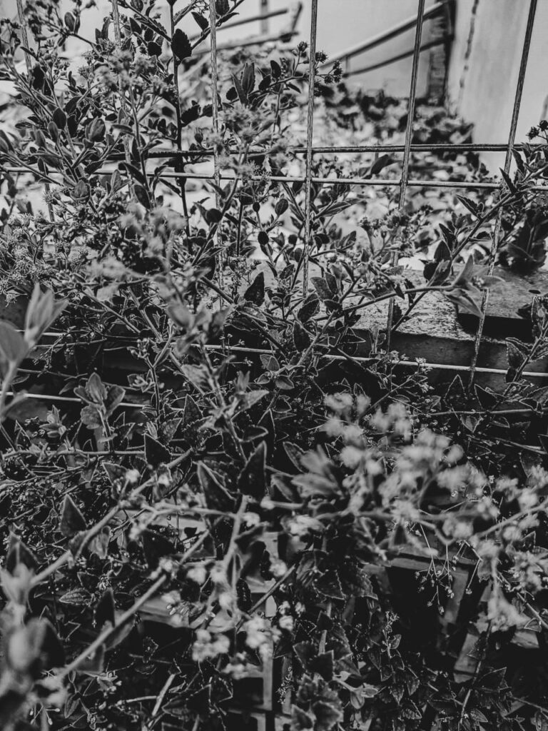 Ervas de Exú na Quimbanda Gaúcha - Baccharis anomala - parreirinha - parreirinha-do-mato - cambará-de-cipó - uva-do-mato - Quimbanda em Porto Alegre 01