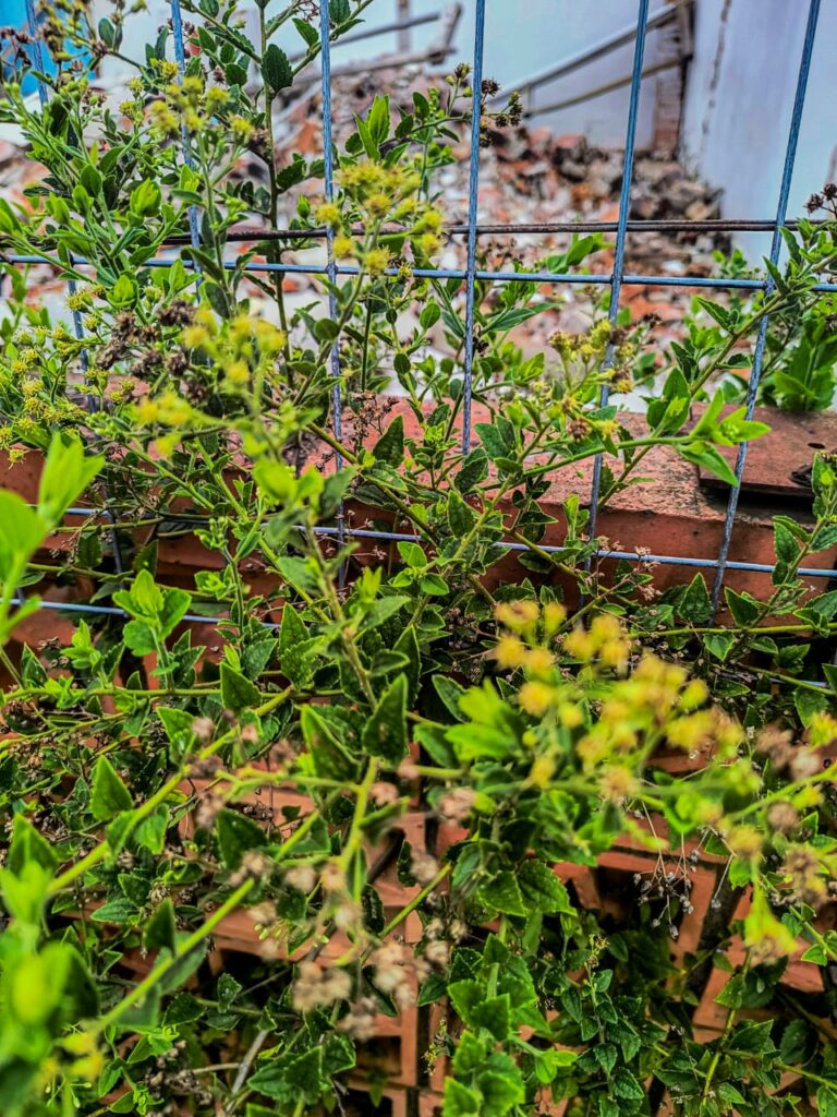 Ervas de Exú na Quimbanda Gaúcha - Baccharis anomala - parreirinha - parreirinha-do-mato - cambará-de-cipó - uva-do-mato - Quimbanda em Porto Alegre 02