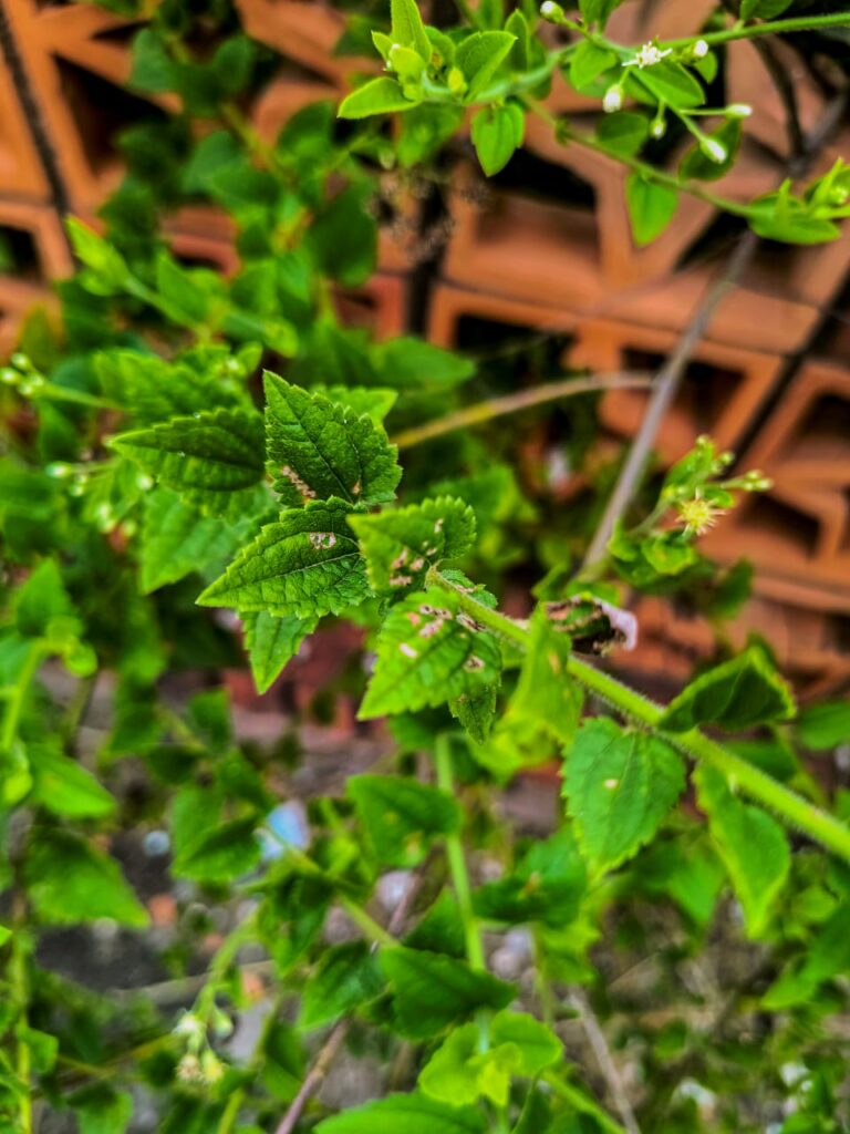 Ervas de Exú na Quimbanda Gaúcha - Baccharis anomala - parreirinha - parreirinha-do-mato - cambará-de-cipó - uva-do-mato - Quimbanda em Porto Alegre 02