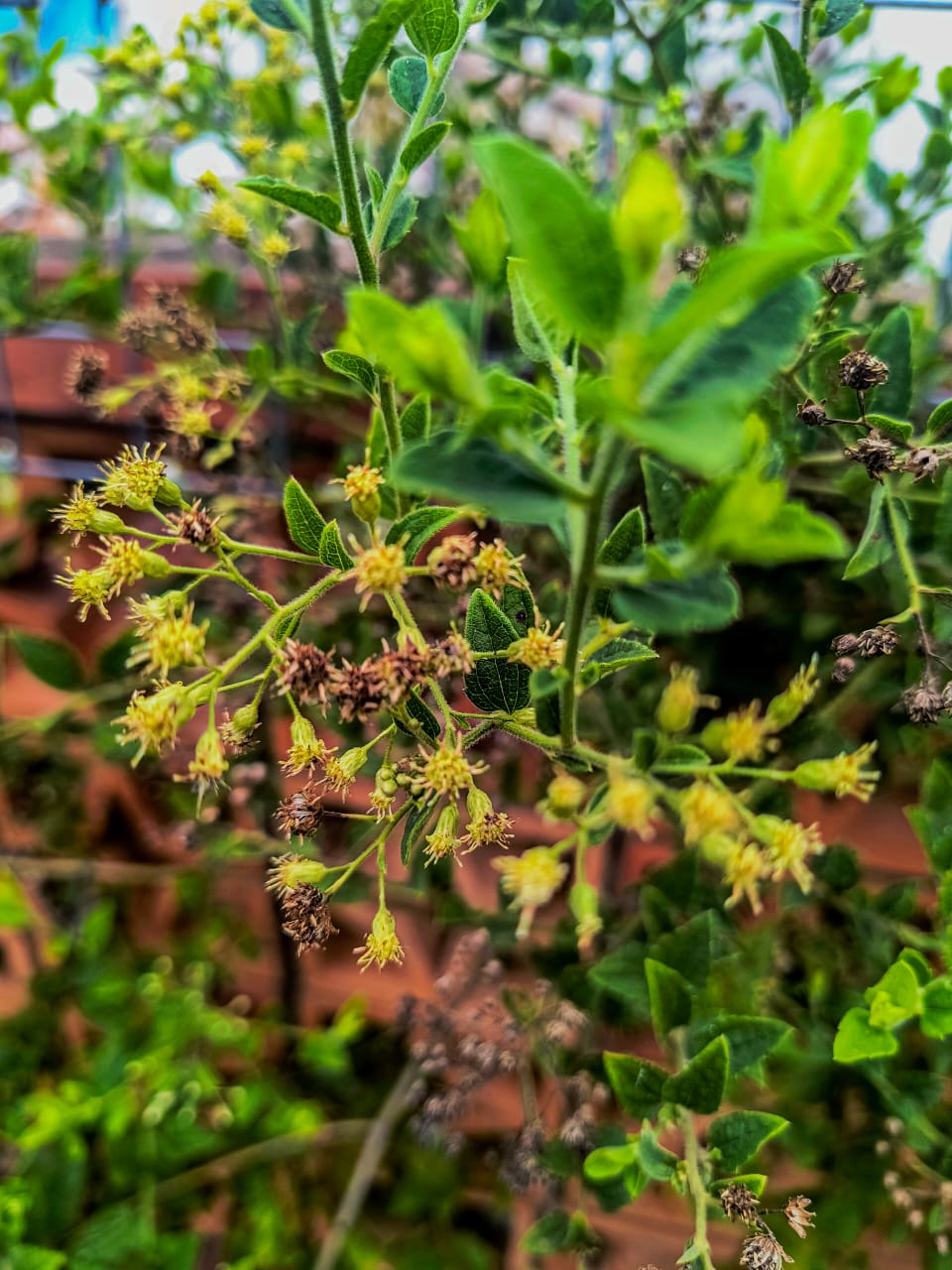 Ervas de Exú na Quimbanda Gaúcha | Baccharis anomala - parreirinha - parreirinha-do-mato - cambará-de-cipó - uva-do-mato