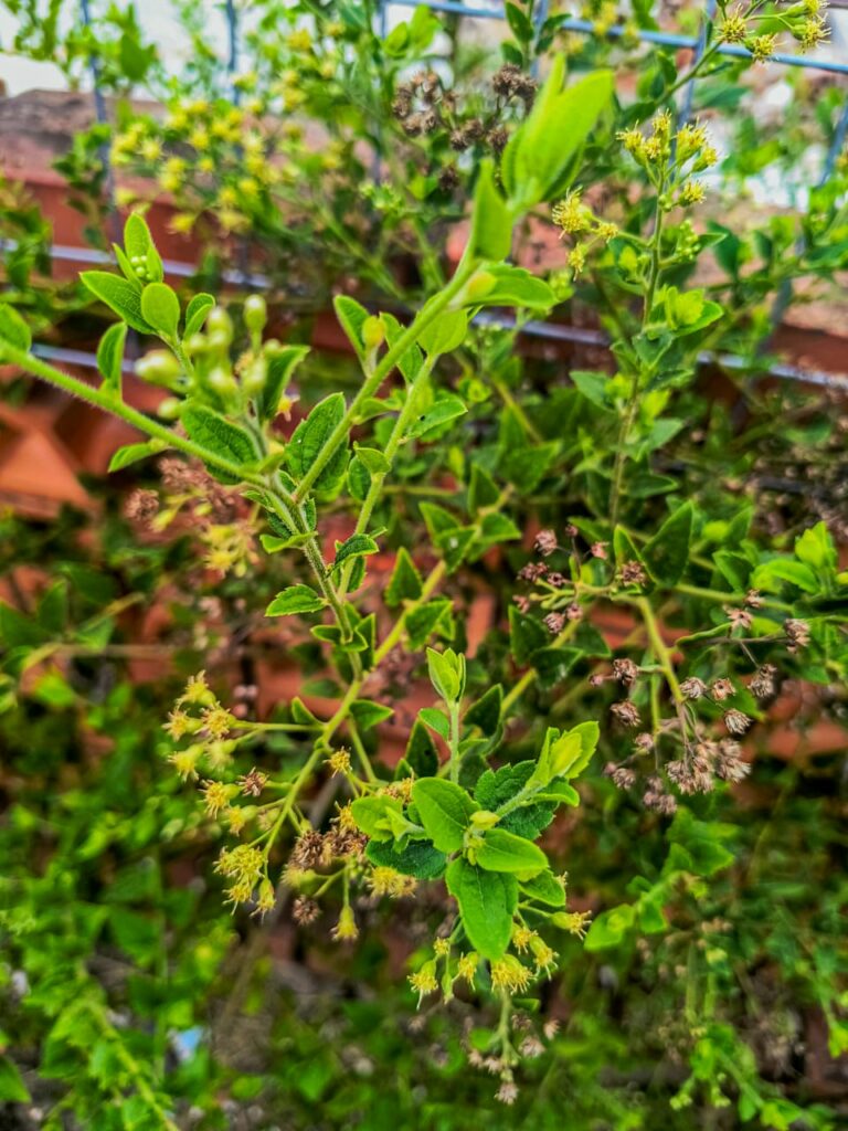 Ervas de Exú na Quimbanda Gaúcha - Baccharis anomala - parreirinha - parreirinha-do-mato - cambará-de-cipó - uva-do-mato - Quimbanda em Porto Alegre 07