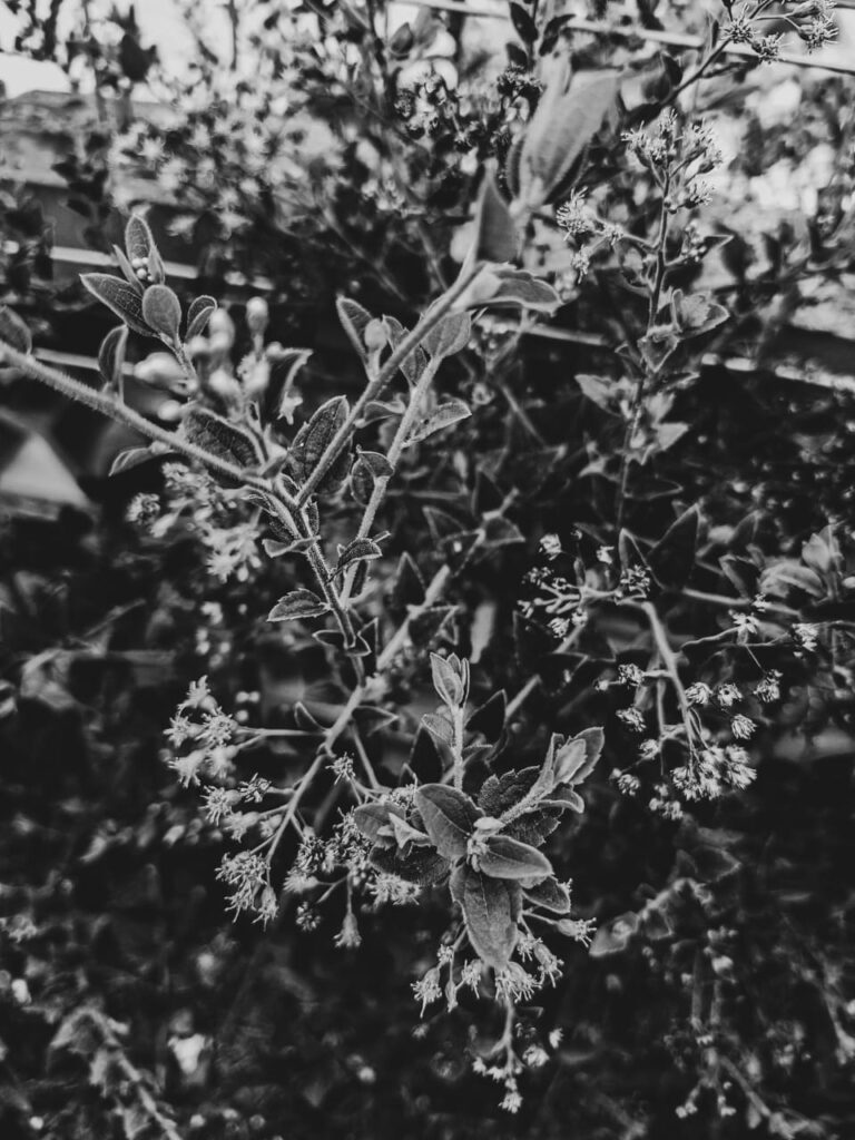 Ervas de Exú na Quimbanda Gaúcha - Baccharis anomala - parreirinha - parreirinha-do-mato - cambará-de-cipó - uva-do-mato - Quimbanda em Porto Alegre 08