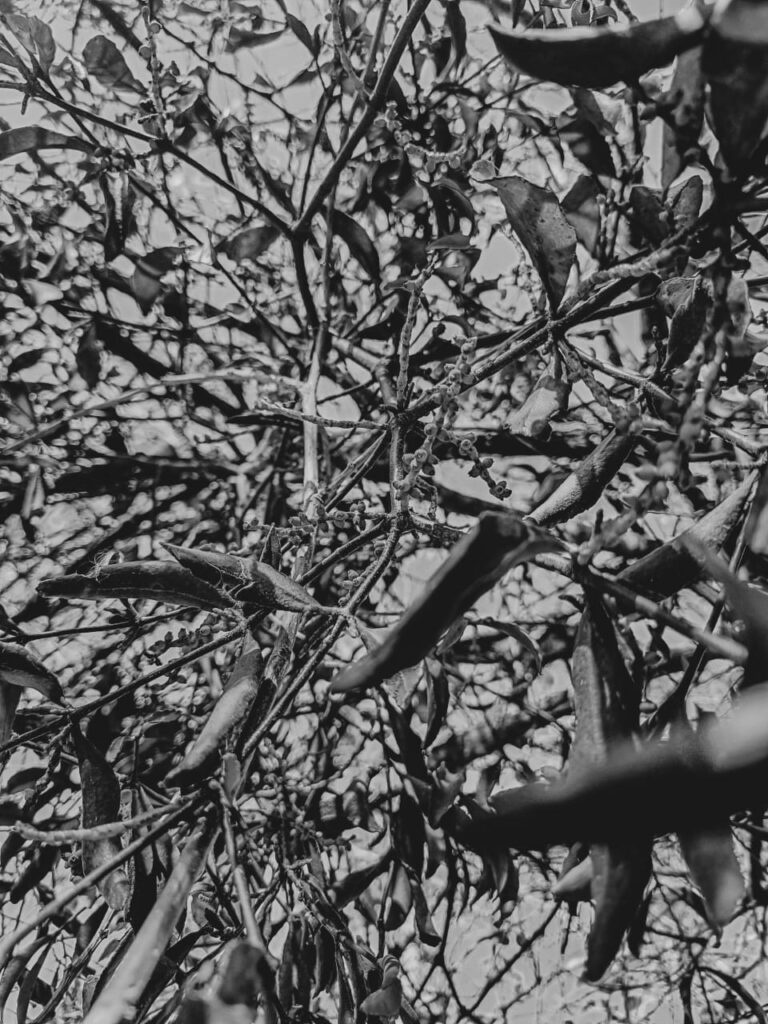 Ervas de Exú na Quimbanda Gaúcha - Erva-de-Passarinho - Viscum album 02