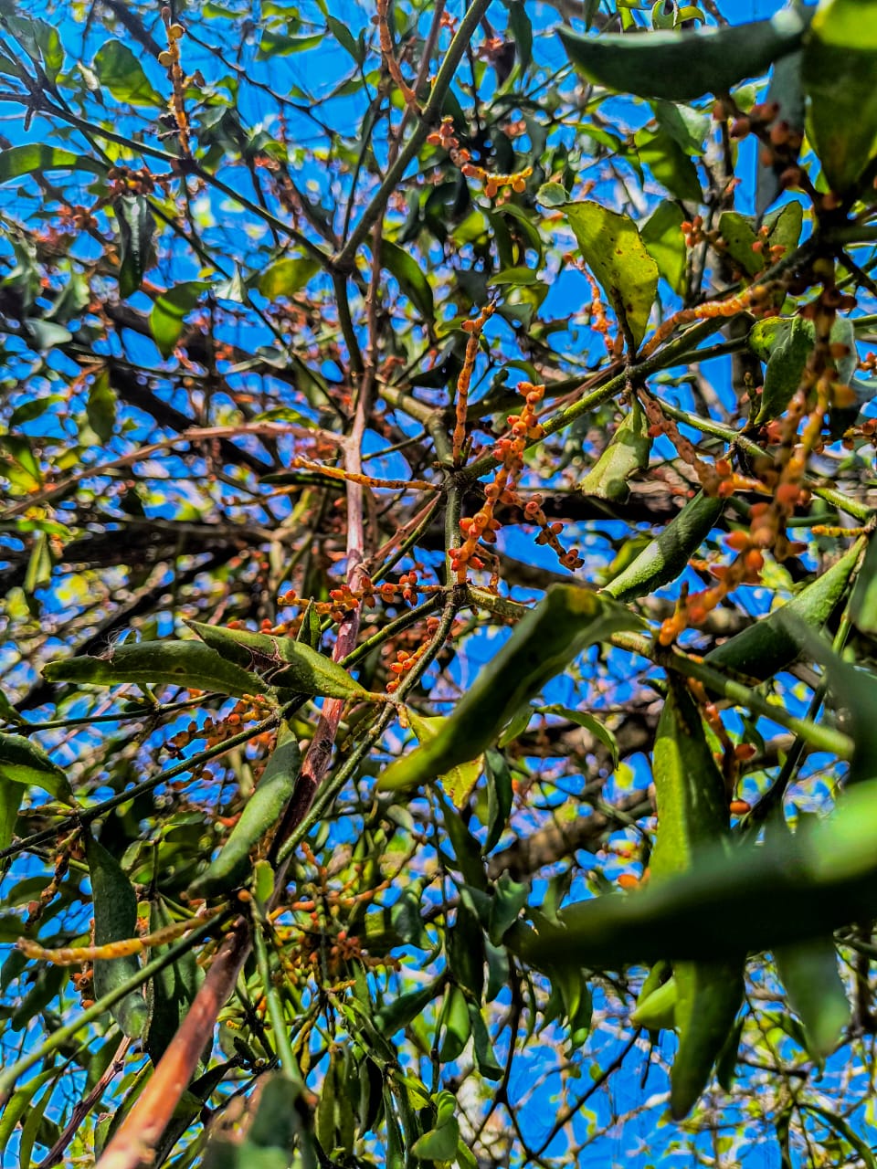 Ervas de Exú na Quimbanda Gaúcha - Erva-de-Passarinho - Viscum album 01